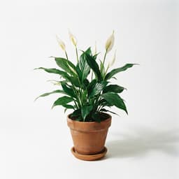 Peace Lily