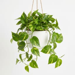 Pothos