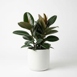 Rubber Plant