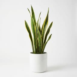 Snake Plant